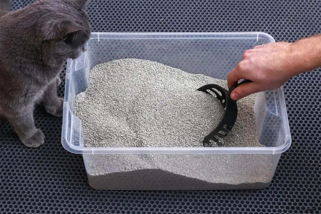 Cat litter odor control