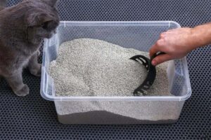 Cat litter odor control