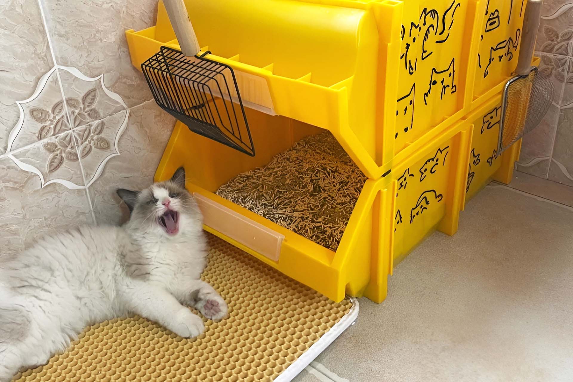 Litter Box Placement