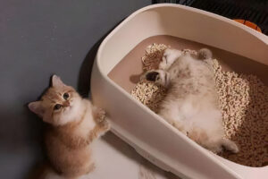 Use the Litter Box