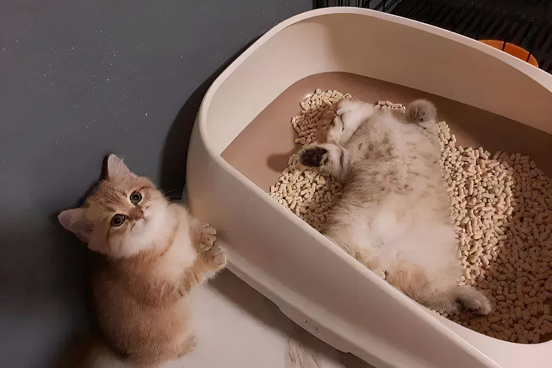 Use the Litter Box