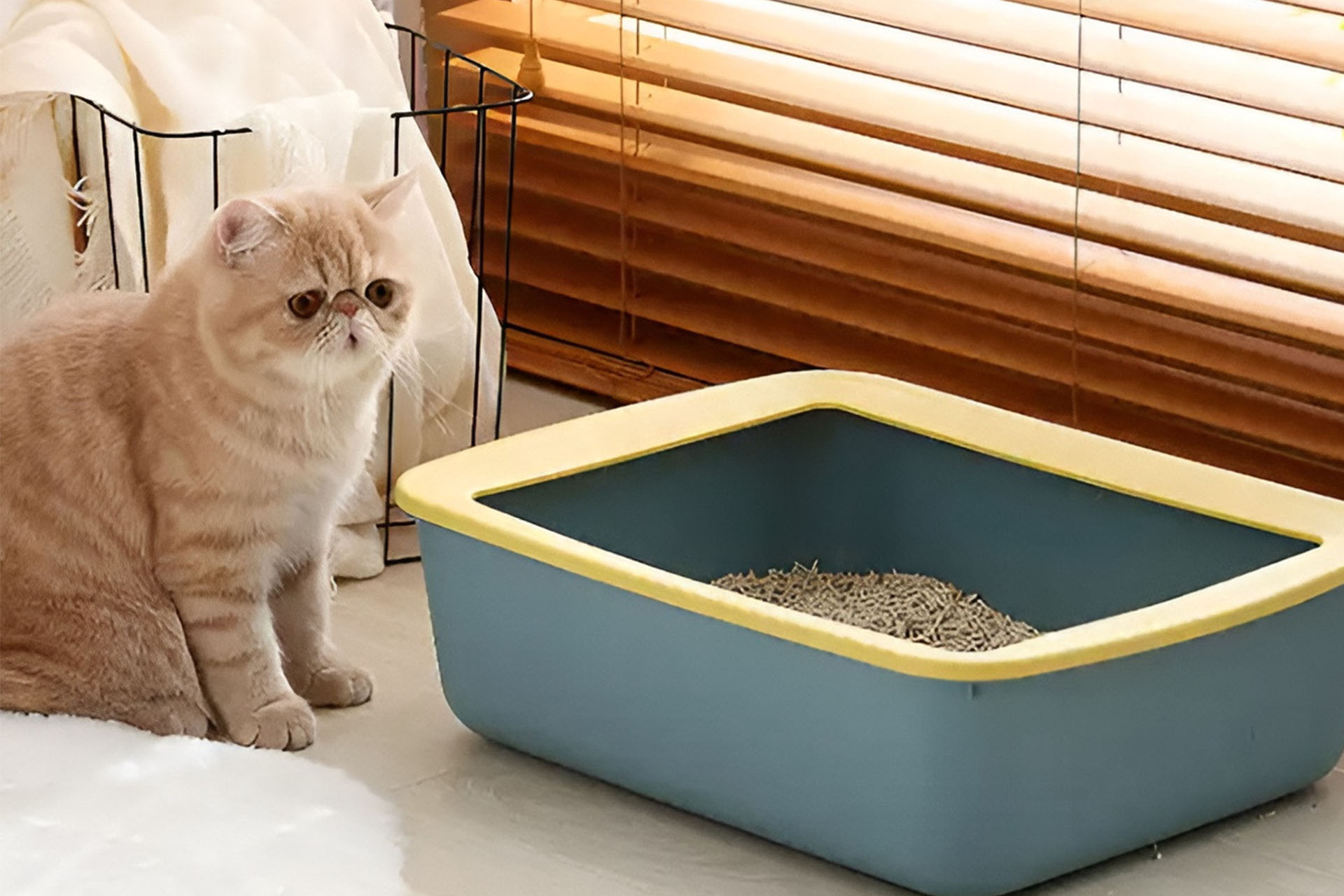 Cat litter odor control
