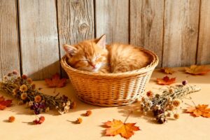 Cat litter types