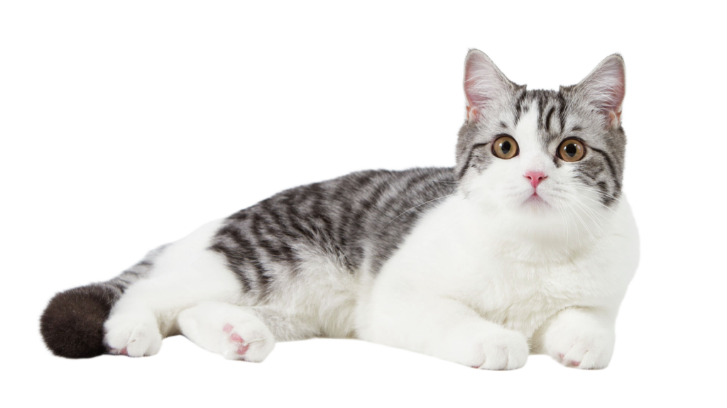 Cute cat background