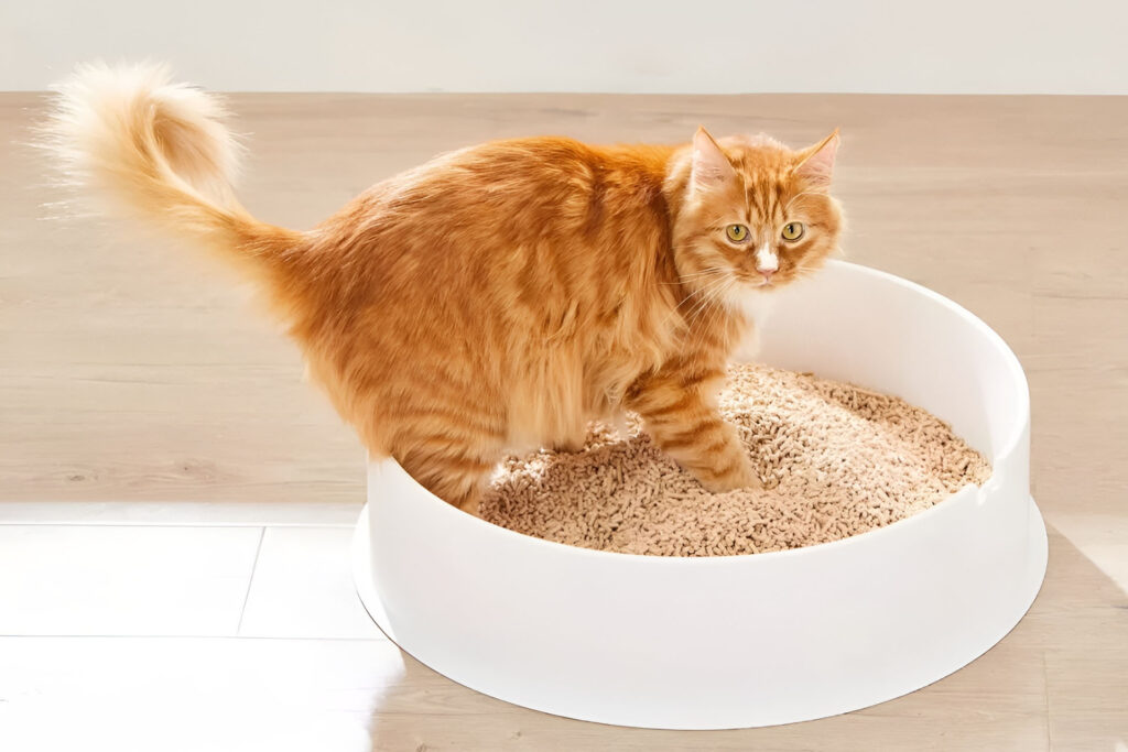Cat Litter Export Clearance